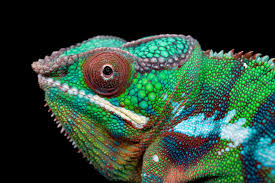  colorful reptile