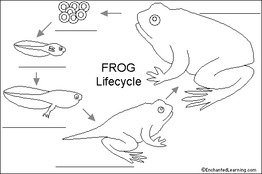 Cycle of a frog's life