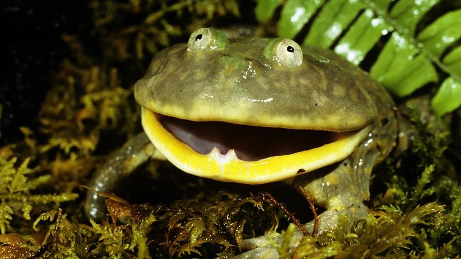 Funny looking frog