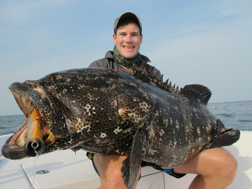 Queensland Grouper fish.