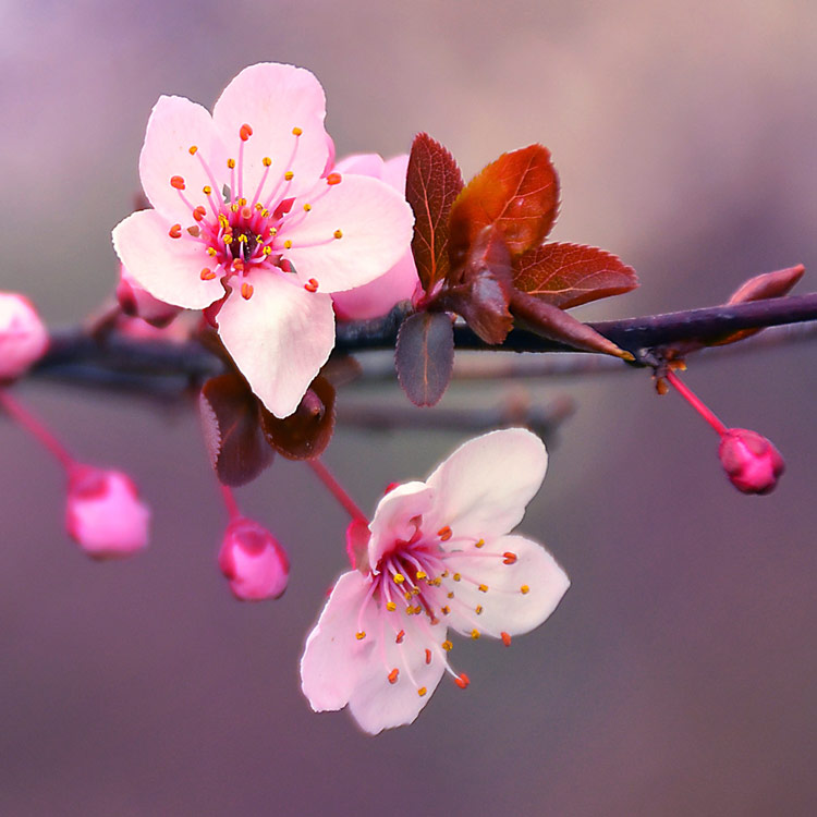 cherry blossom