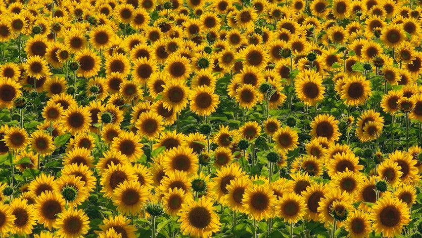 sunflowers